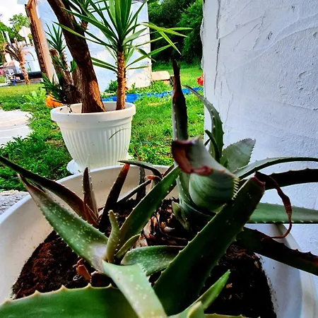 Center Belgrad Brestovik