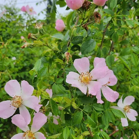 Center Belgrad Brestovik